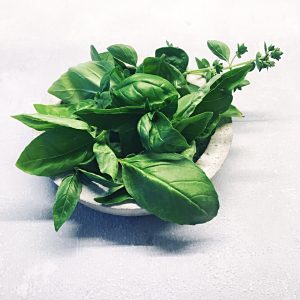 Bund Basilikum in Betonschale